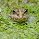 Frog Wearing Makeup