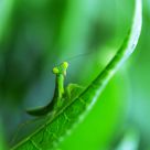 Baby Mantis