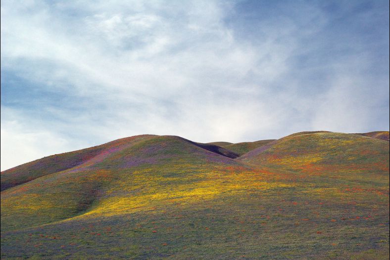 Clouds, Wildflowers At Sunset