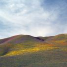 Clouds, Wildflowers At Sunset