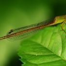 Damselfly