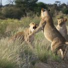 Playing lioness