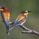 La pareja