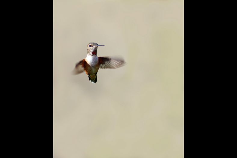 humming bird