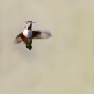 humming bird