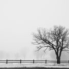 Alone in the Fog