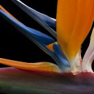 Bird of Paradise