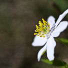 Anemone nemorosa