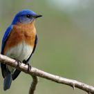 Blue bird