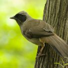 Wild Masked Laughingthrush in Hong Kong