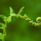 Unfurling fern