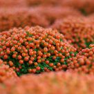 Heavy orange