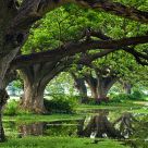 Submerged trees Tissa Wewa