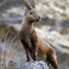 Ibex