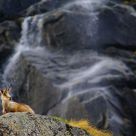 Chamois