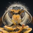 Dead Dirty Bee
