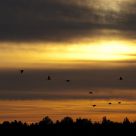 Canadian geese flying to the south