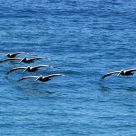 Wing Formation