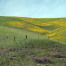 Hills With Color