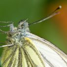 Pieris napi