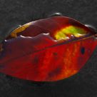 The sacred leaf