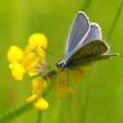 Polyommatus icarus
