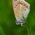 Polyommatus icarus