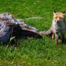 A nice fox