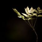 Spring Gesture