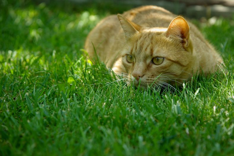 The hunter