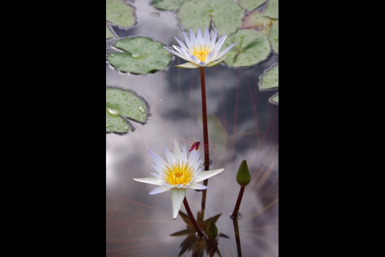 Water Lily
