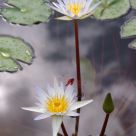 Water Lily