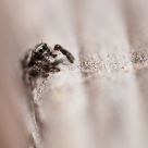 Jumper
