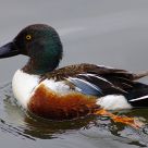 Northern Shoveler