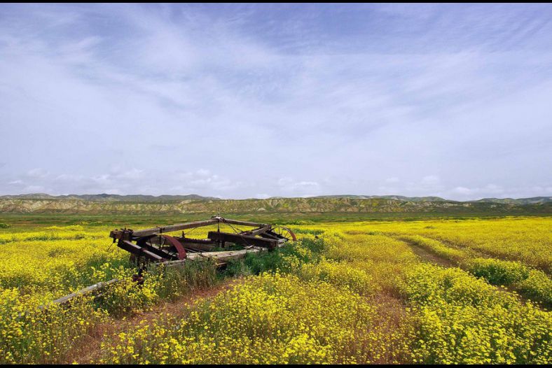 Wildflowers And High Clouds