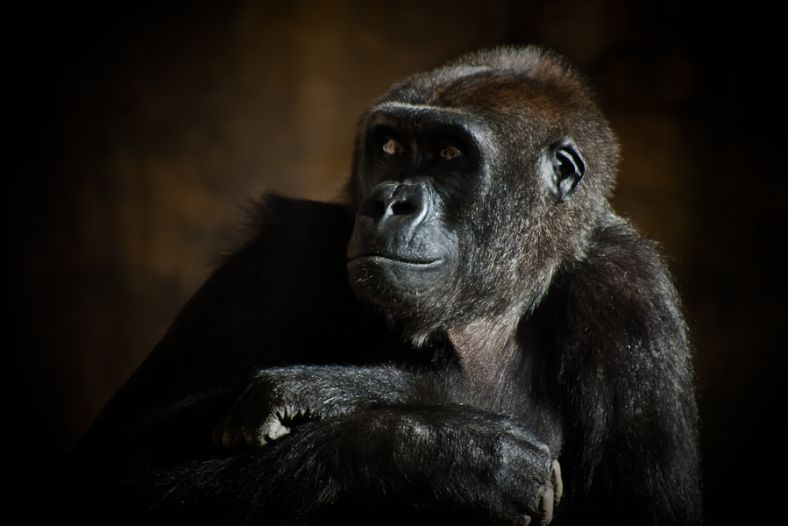 Monkey