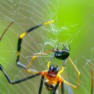 spider