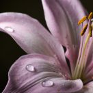 Asiatic Lily