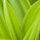 Green...
