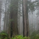 Redwoods in the Fog