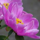 Twin Pink Peonies