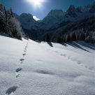 traces on the snow...