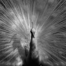 White Peacock