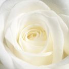 White Rose