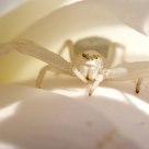 Spider in a Rose