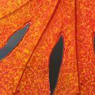 Leaf shapes