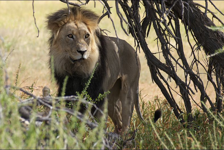 Lion
