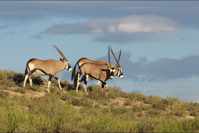 Oryx