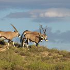 Oryx