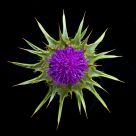 Thistle Bloom